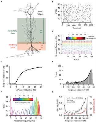 Voltage-Gated Ion Channels and the Variability in Information Transfer